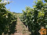 Lendava Čentiba 1400 m2