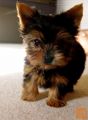 veterinarska preveri Yorkshire Terrier kuža
