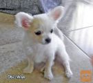 ČIVAVA Chihuahua – 2 legla z rodovnikom