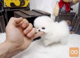 Pomeranski spic