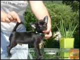 CHIHUAHUA - ČIVAVA