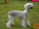 Bedlington terier, moški mladiček, vrhunska starša
