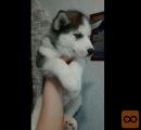 Sibirski haski i samojed stenci na prodaju