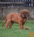 Šteňatá Dogue de Bordeaux