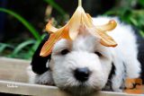 staroangleski ovcar- bobtail