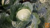 Zelje za kisanje