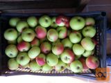 Jabolka Sorta Carjevič prodam tel 041 641 067