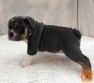 Angleški Bulldog Mladički