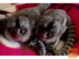 marmoset opic za posvojitev.