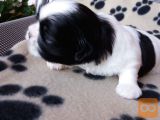 SHIH TZU MLADIČKI Z RODOVNIKOM