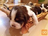 English Springer Spaniel