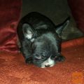 Francuski buldog štenci