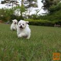 Bichon i bolonjezer stenci na prodaju