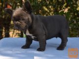 Francoski buldog