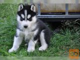 neverjetni Sibirski Husky mladički