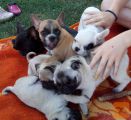Francuski buldog i mops štenci