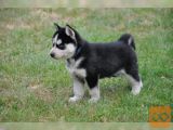 dragoceni sibirski Husky mladički