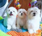 Maltezer i coton de tulear stenci na prodaju