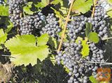 Prodam rdeče grozdje Modra frankinja in žametna črnina
