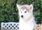 Aljaski malamut i akita inu stenci na prodaju