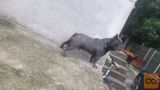 Plavi francuski buldog