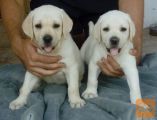 Labrador in Zlati retreiver