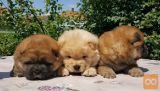 Chow Chow i Shar pei stenad