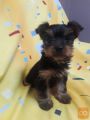 Čudoviti psički Yorkshire Terrierja