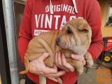 Shar Pei