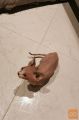 Canadian Sphynx