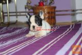 Francuski buldog