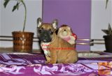 Francuski buldog
