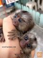 Čudovita opica otroška opica marmoset je zdaj naprodaj,.