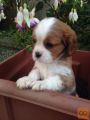 King of the Cavaliers Charles Puppies.