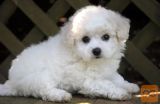 Bichon i bolonjezer stenci na prodaju