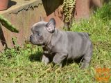 ljubki mladiči Francoski buldog