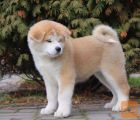 Akita inu i aljaski malamut stenci na prodaju
