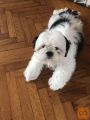 SHIH TZU MLADIČEK
