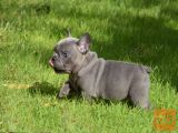 Zdravi Francosko buldog mladiči