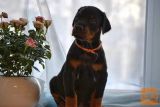 Doberman i rotvajler stenci na prodaju