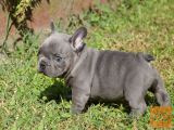 sladko Francoski buldog mladiči