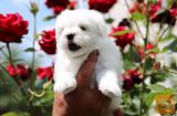 Maltezer i coton de tulear štenci na prodaju