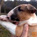 Bull terier mladiči na prodajo