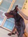 DOBERMAN SAMEC