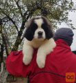 Bernardinec Mladički - St. Bernard kennel Od Mikija