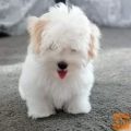 Prodam cotona de tulear, samicko