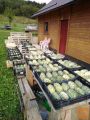 KIWANO-Afrička kumara ,pridelan v Sloveniji PRODAM