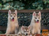 Sibirski Haski - Siberian Husky