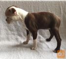 Boston terrier - rdeči
