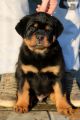 Rottweiler mladiči